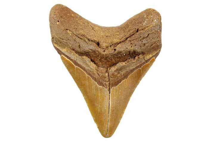 Fossil Megalodon Tooth - North Carolina #257768